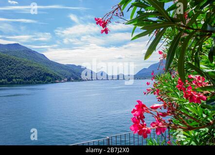 beautiful landscape with vibrant colors of summer bloom on Lake Lugano Stock Photo