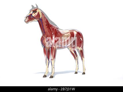 Horse Anatomy. Muscular system over grey silhouette, Front - side perspective on white background. Clipping path included. Stock Photo