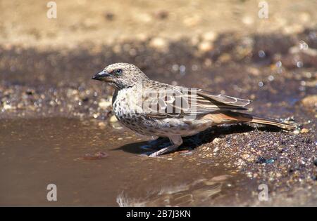 Rufous Tailed Weaver, Histurgops ruficauda, East Africa, drinking water from puddle Stock Photo