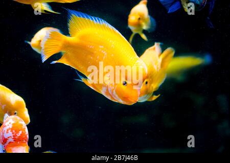 Midas cichlid in aquarium,  Amphilophus citrinellus from America. Stock Photo