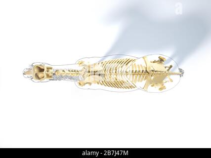 Horse Anatomy. Skeletal system with black outline. Top view on white background. Clipping path included. Stock Photo