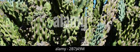 A close up panoramic format of a cluster of Curiosity Cacti with blue, Bluegreen, age corking and spines on areoles in the American Southwest Stock Photo