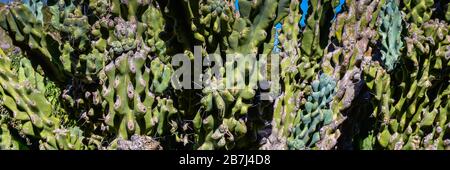 A close up panoramic format of a cluster of Curiosity Cacti with blue, Bluegreen, age corking and spines on areoles in the American Southwest Stock Photo