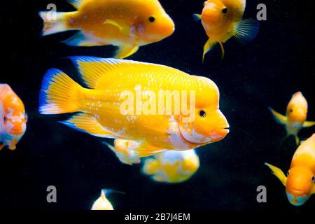 Midas cichlid in aquarium,  Amphilophus citrinellus from America. Stock Photo