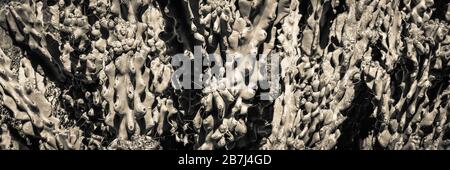 A close up panoramic format of a cluster of Curiosity Cacti with totem pole cacti, age corking, lumps and spines on areoles in the American Southwest Stock Photo