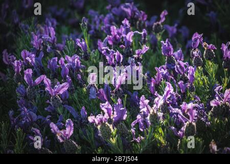 Flowers of Lavandula stoechas also known as French Lavender, Spanish Lavender or Stoechas Lavender Stock Photo