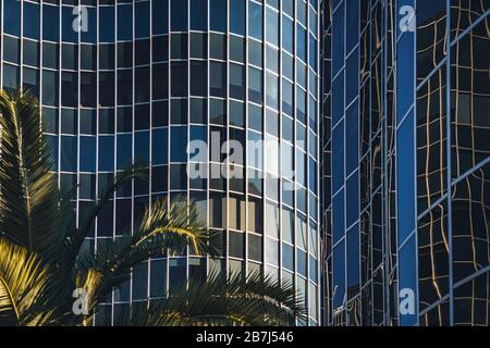 Palm trees growing in front of a curved glass office building Stock Photo