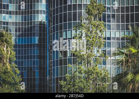 Palm trees and poplars growing in front of a curved glass office building Stock Photo