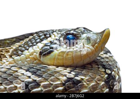 Western hognose snake (Heterodon nasicus) mildly venomous colubrid endemic to North America, close-up of head against white background Stock Photo