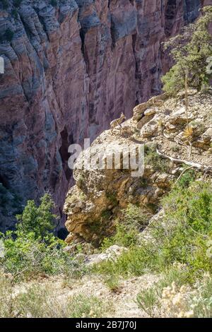 big horn sheeps on bright angel trail in grand canyon national park in arizona in the usa Stock Photo