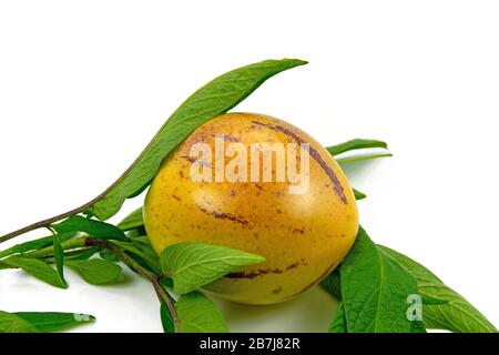 Ripe pepino, Solanum muricatum, against white background Stock Photo