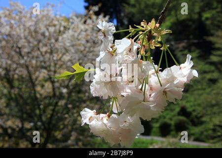 Cherry blossom in Yoshinoyama, Japan. Mount Yoshino is a famous cherry flower destination. Stock Photo