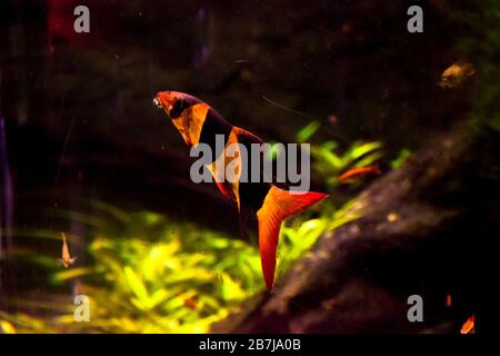 Freshwater aquarium fish, The clown loach from Sumatra and Borneo (chromobotia macracanthus) Stock Photo