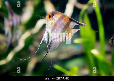 Freshwater aquarium fish, Angelfish from Amazon river, pterophyllum scallare (altum) Stock Photo