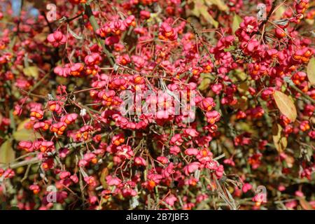 Opulent Branches of the European Spindle Tree ( Euonymus europaeus ) with ripe Seed Vessels Stock Photo