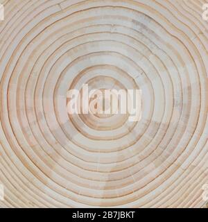 Wood Texture: Pine Tree Cross-Section: cross-section closeup of a pine tree trunk with differentiated growth rings Stock Photo