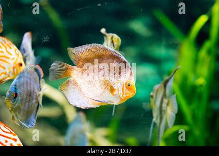 discus fish in aquarium, tropical fish. Symphysodon discus from  river.  Blue diamond, snakeskin, red turquoise and more Stock Photo - Alamy