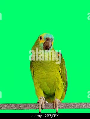 A friendly Turquoise-fronted Amazon Parrot on a perch in front of horseshoes Stock Photo