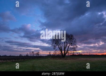 Lonely tree without leaves on the meadow and colorful clouds after sunset on sky Stock Photo