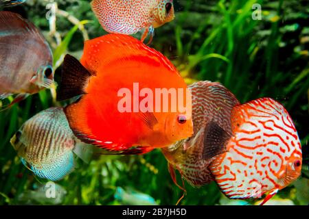 Discus fish in an aquarium. Discus fish come from the Amazon Stock ...