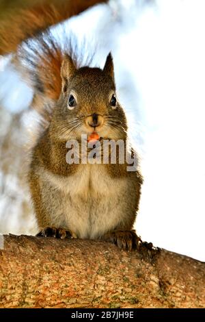 A wild red squirrel "Tamiasciurus hudsonicus" sitting on a tree branch eating a nut and looking toward the photographer in rural Alberta Canada. Stock Photo
