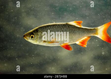 The common rudd - Scardinius erythrophthalmus. Fish from Europe and Asia Stock Photo
