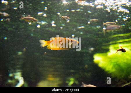 Freshwater aquarium fish, gourami from Asia (trichopodus sp.) Stock Photo
