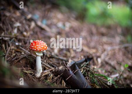 Amanita Muscaria mushroom in the Karangahake Gorge, New Zealand Stock Photo