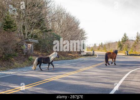 The wild ponies of Grayson Highlands State Park entertain hikers along the Appalachian Trail. Stock Photo
