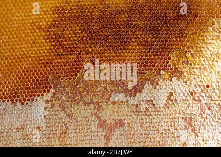 Fragment of honeycomb with full cells. Backgrounds and textures Stock Photo