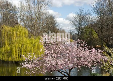 cherry blossom tree and a golden weeping willow, London Stock Photo