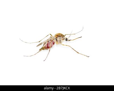 Dangerous Malaria Infected Mosquito Isolated on White, Leishmaniasis, Encephalitis, Yellow Fever, Dengue Disease, Mayaro, Zika, EEEV or EEE Virus Infe Stock Photo
