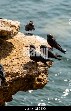 Paracas National Reserve, Inca tern (Larosterna inca) , Ica, Peru. Stock Photo