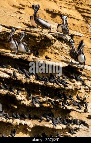 Paracas National Reserve,Peruvian pelicans (Pelecanus thagus) and Inca tern (Larosterna inca), Ica, Peru. Stock Photo