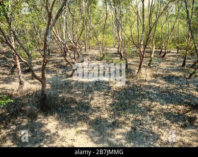 Kuala Selangor, Malaysia, mangrove swamps & mud flats with receded tide, a rich diverse habitat, partly a nature reserve. Stock Photo