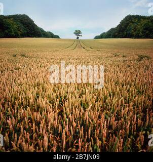 UK wheat field ready for harvest, single tree in background Stock Photo
