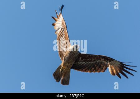 Flying Osprey on Langkawi in Malaysia Stock Photo