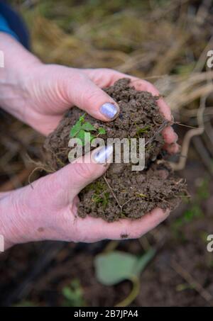 The wrinkled hands of an elderly woman hold a lump of earth with a green sprout. Stock Photo