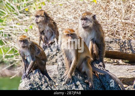 Macaque on Langkawi in Malaysia Stock Photo