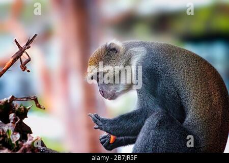A monkey, Cercopithecus albogularis, sits on a tree and eats food. He licks his hand. He's got saliva from his mouth. It is a wildlife photo in Africa Stock Photo