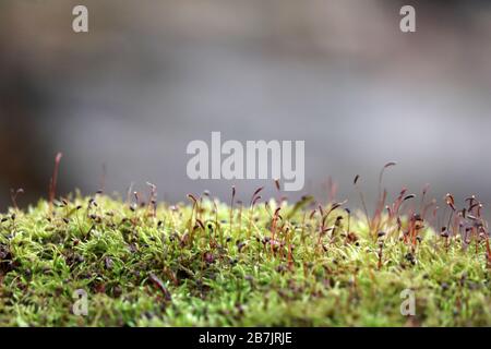 Moss with red spore capsules close up, magic forest. Colorful macro shot of fairy nature, dreamy background Stock Photo