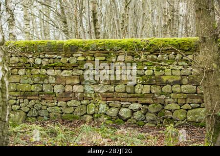 A moss covered and unusual patterned dry stone wall made of large stone blocks in the middle of a wood near Langwathby, England Stock Photo