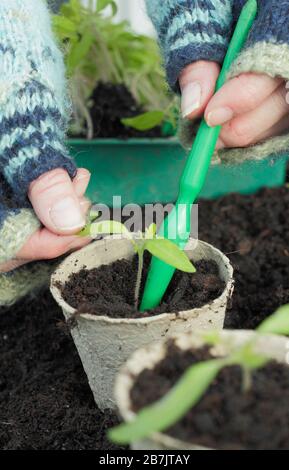 Solanum lycopersicum. Potting up pricked out tomato seedlings by gently holding leaf tip to avoid stem damage. Stock Photo