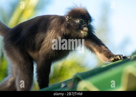 Southern glasses langurs on the Perhentian Islands in Malaysia Stock Photo