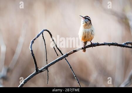 Carolina wren singing in mid March Stock Photo