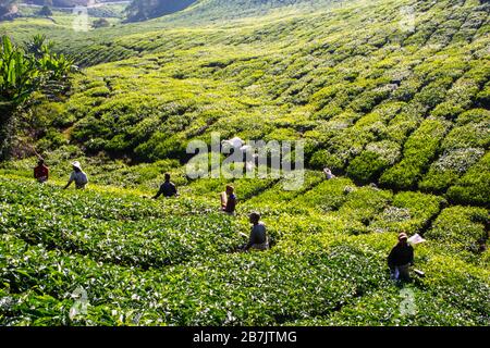 Workers on tea plantations in Brinchang in the Cameron Highlands in Malaysia Stock Photo