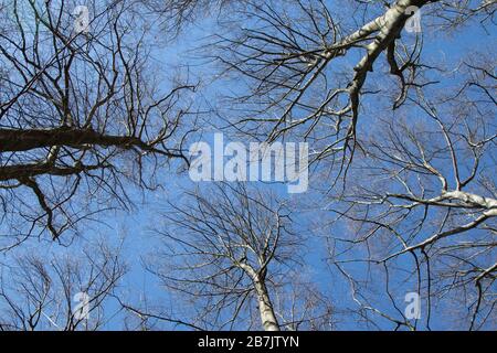 Treetops photographed without leaves against the sky, no leaves, blue sky Stock Photo