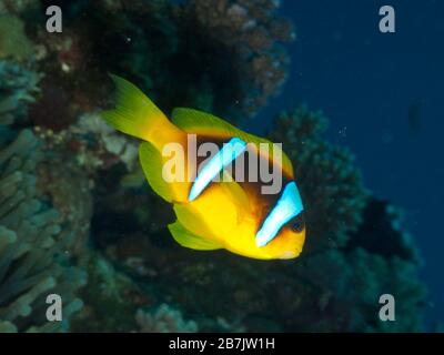 Egyptian Red Sea Anemonefish Stock Photo