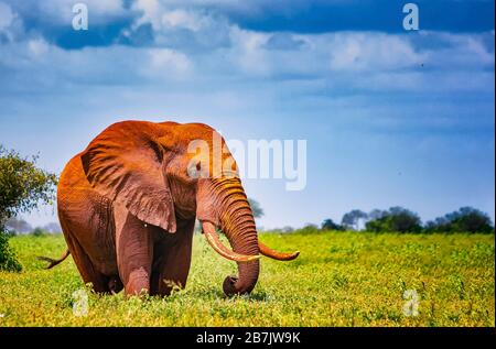 African elephant stand in the long grass, Africa. Their skin is red from the local soil. It is a wildlife photo of Tsavo East National park, Kenya. It Stock Photo