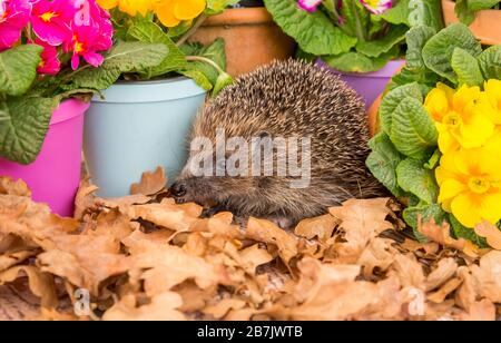 Hedgehog, (Scientific name: Erinaceus Europaeus), wild, native, European hedgehog  emerging from hibernation in early Spring.  With colourful plantpot Stock Photo